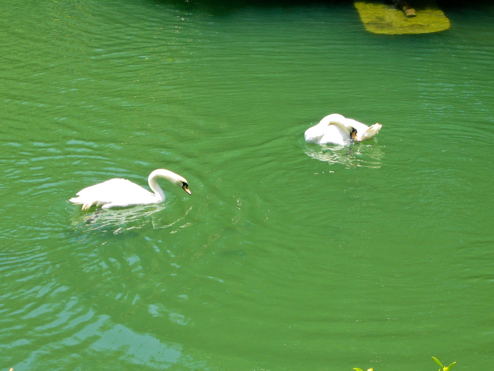 White swans - Jul 2003