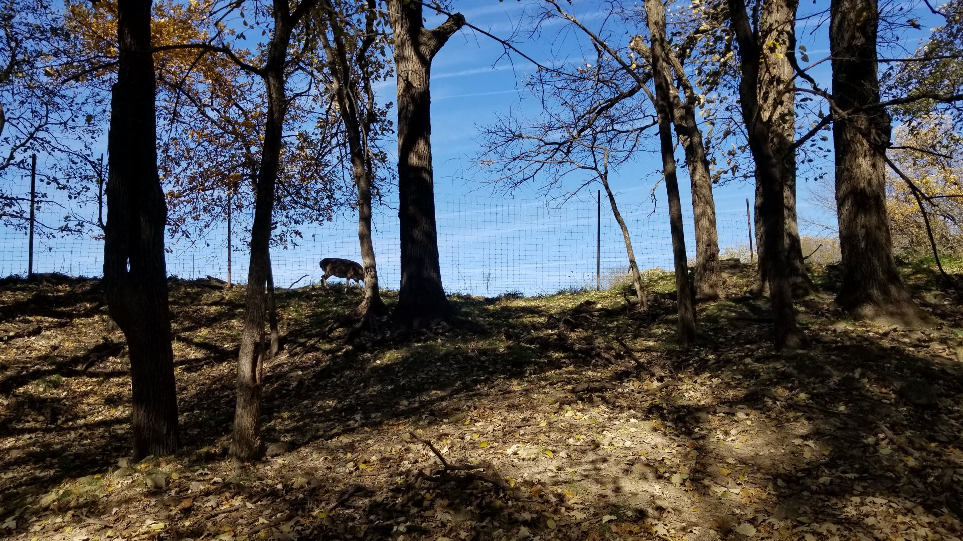 White-tail along fence