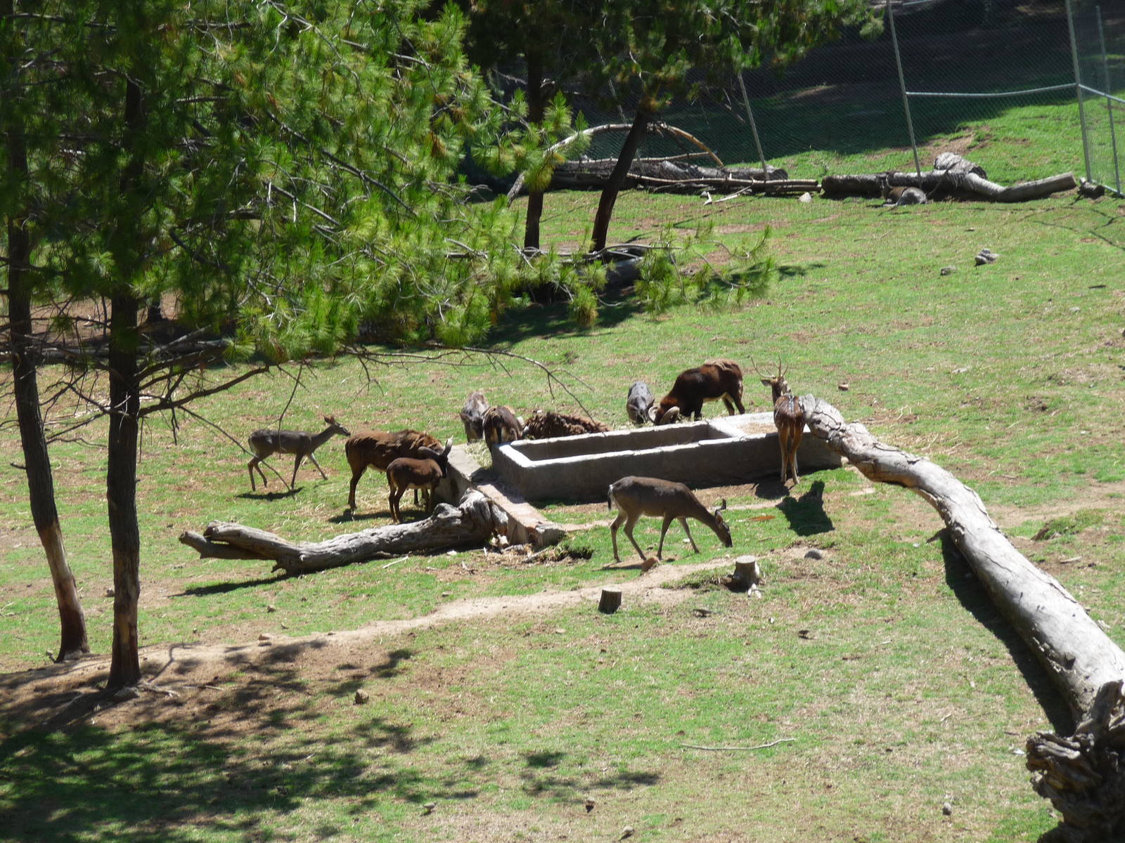 white tail deer and mouflon zoologico del altiplano tlaxcala