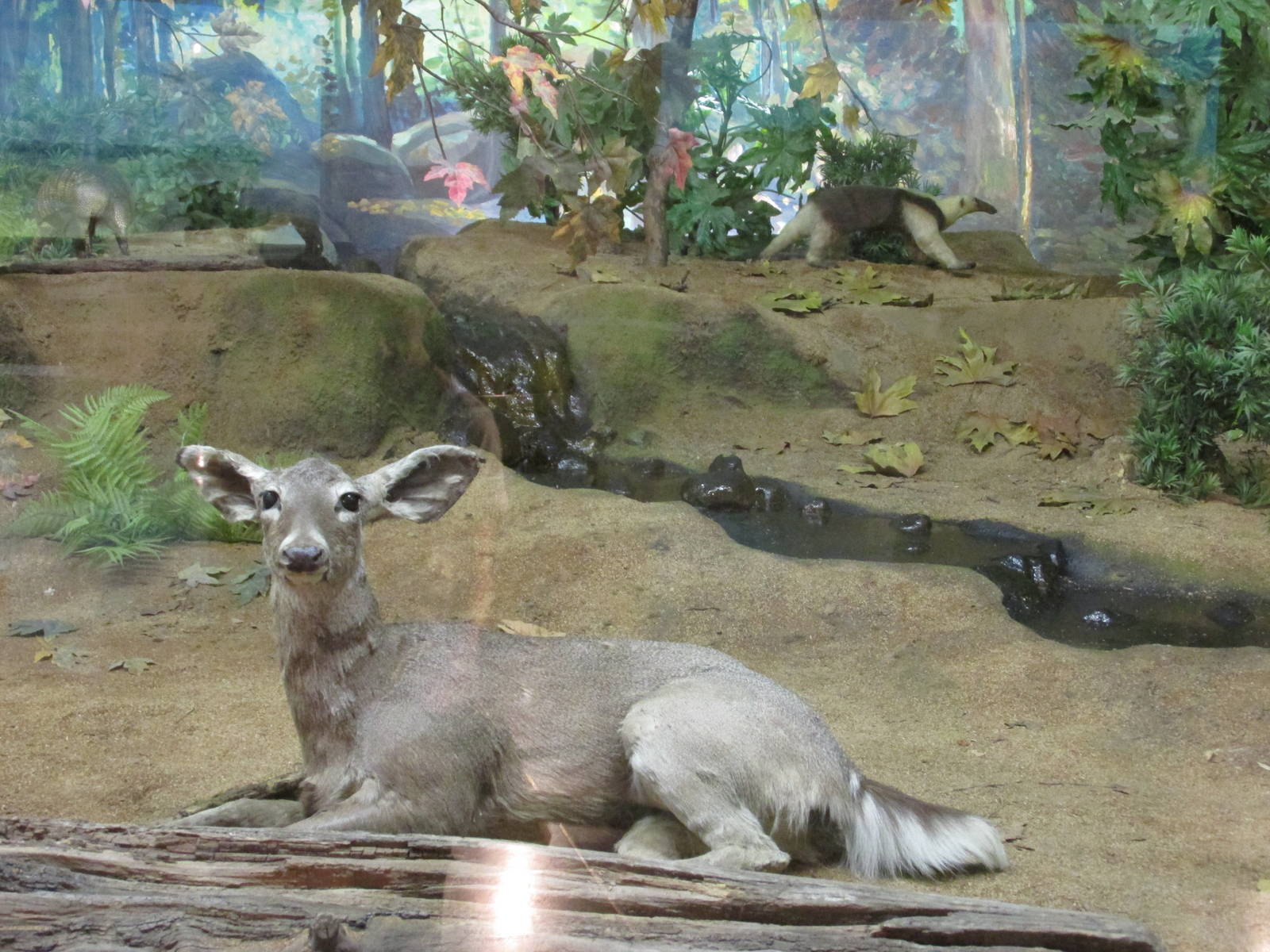 white tail deer and tamandua mexicana museo de historia natural