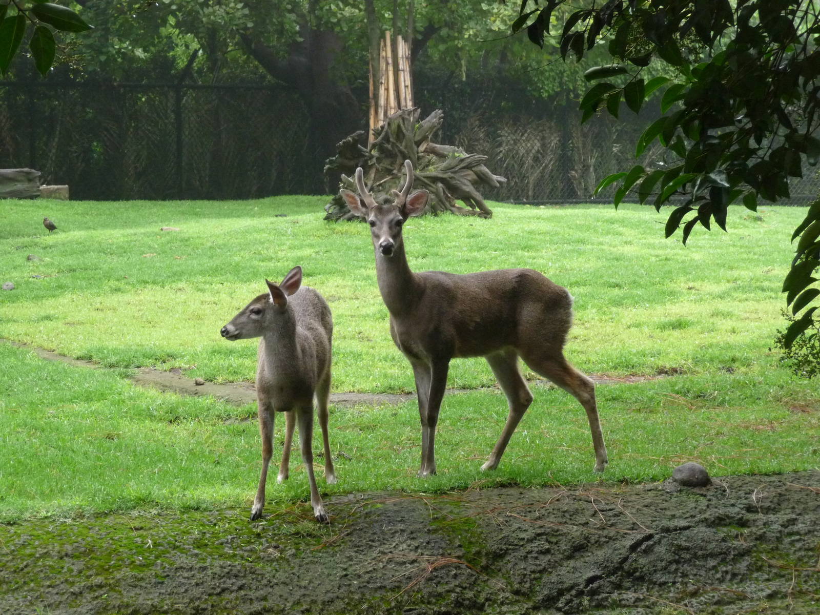 white tail deer chapultepec zoo