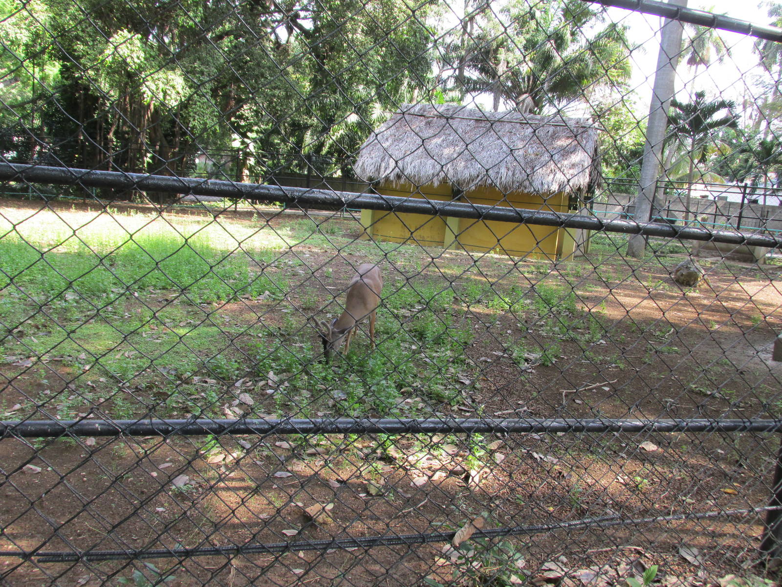 white tail deer exhibit havana zoo