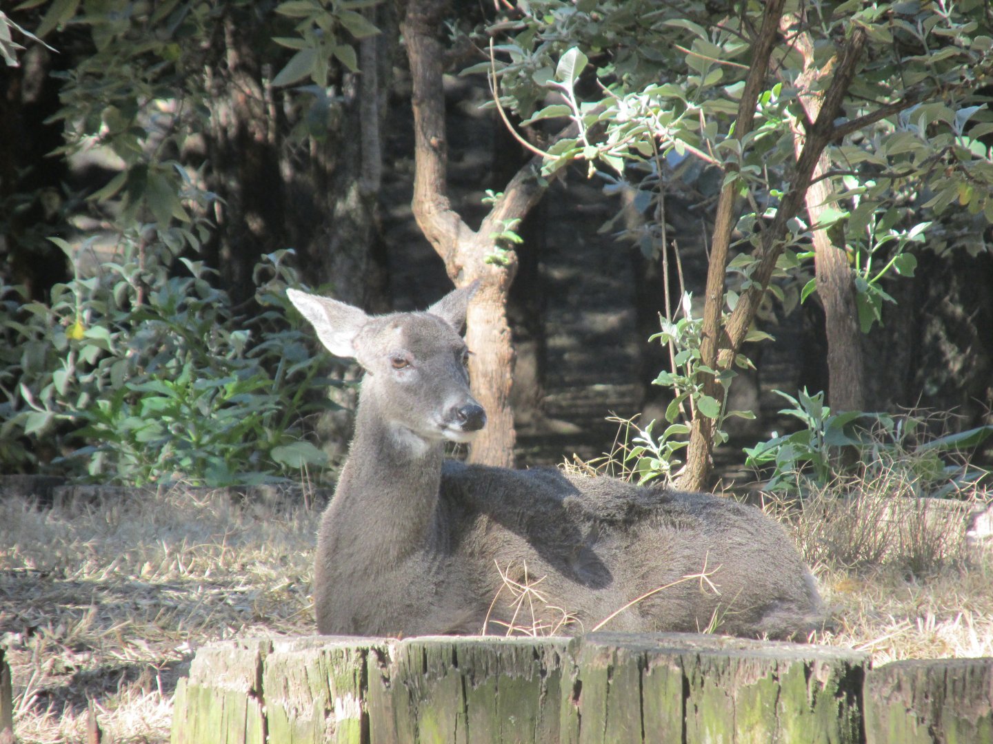 white tail deer female