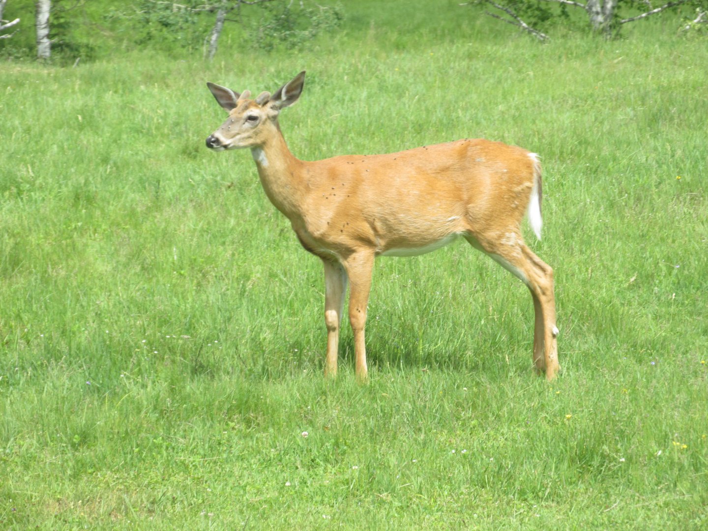 White tail deer from train