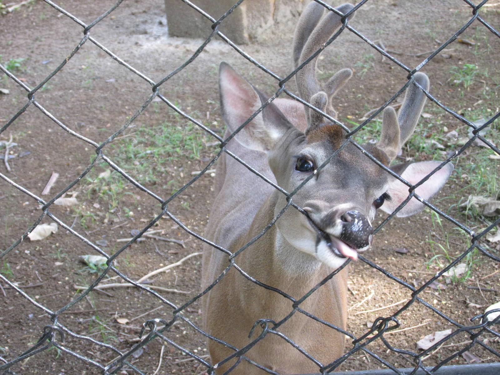 white tail deer havana zoo