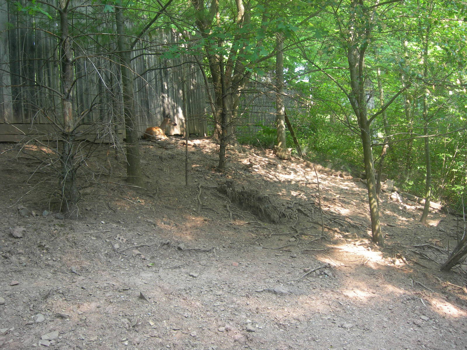white tail deer in walk thru deer yard