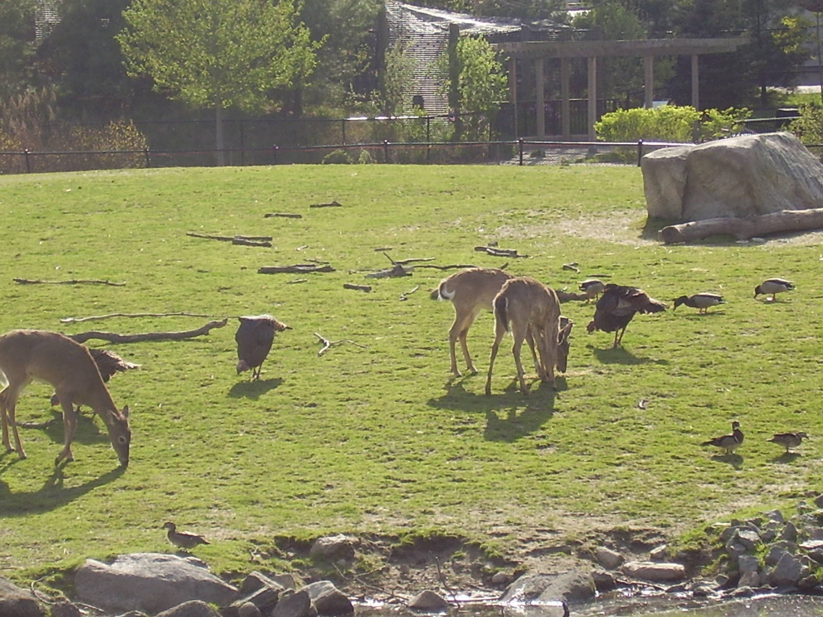 White Tail Deer Wild Turkey Mallard Duck- Buttonwood Zoo MAY07