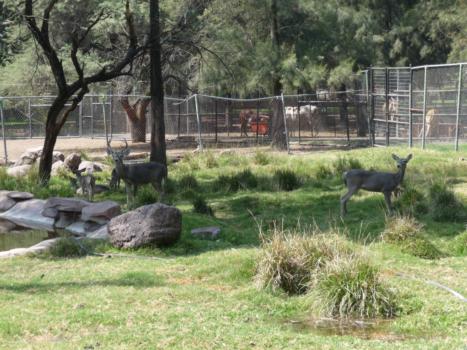 white tail deer zoo leon
