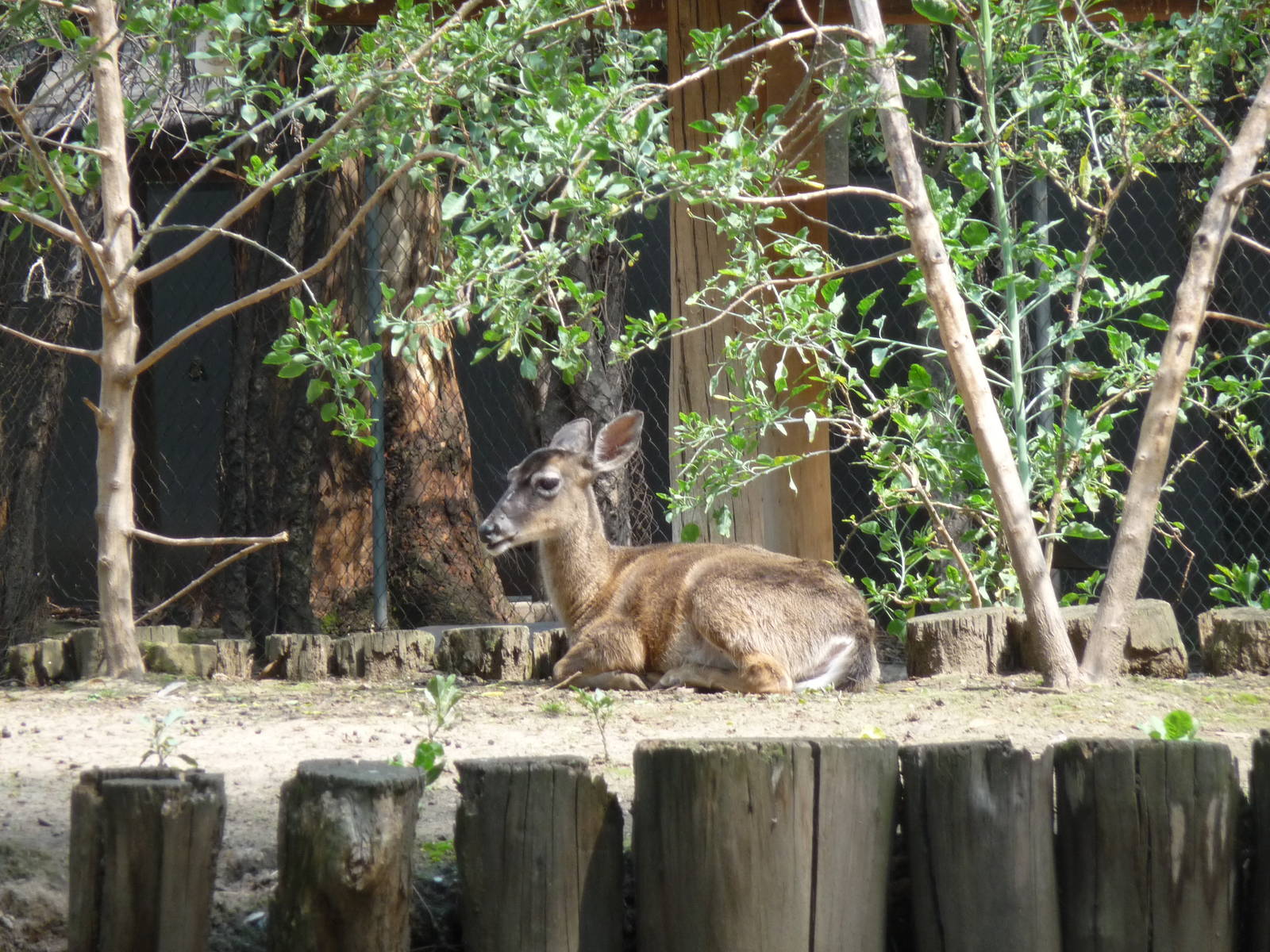 white tail deer zoologico los coyotes