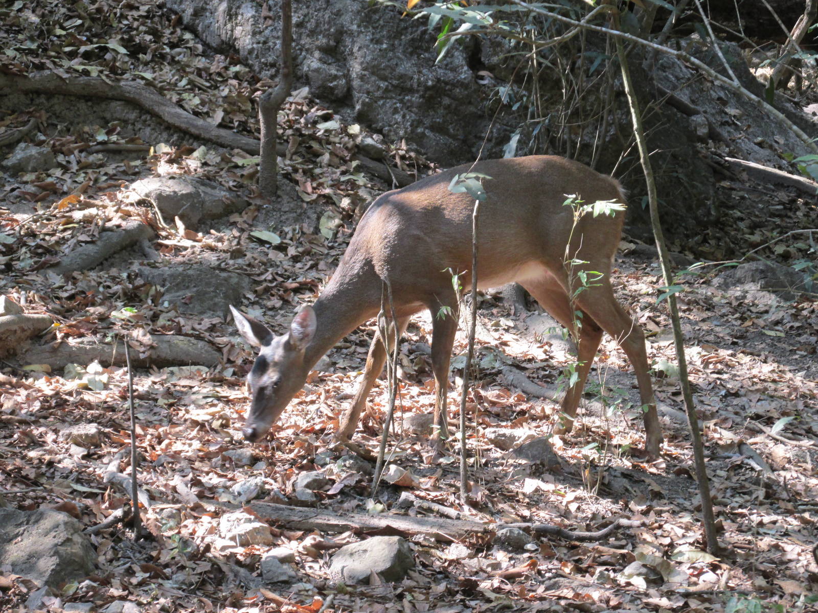 white tail deer zoomat