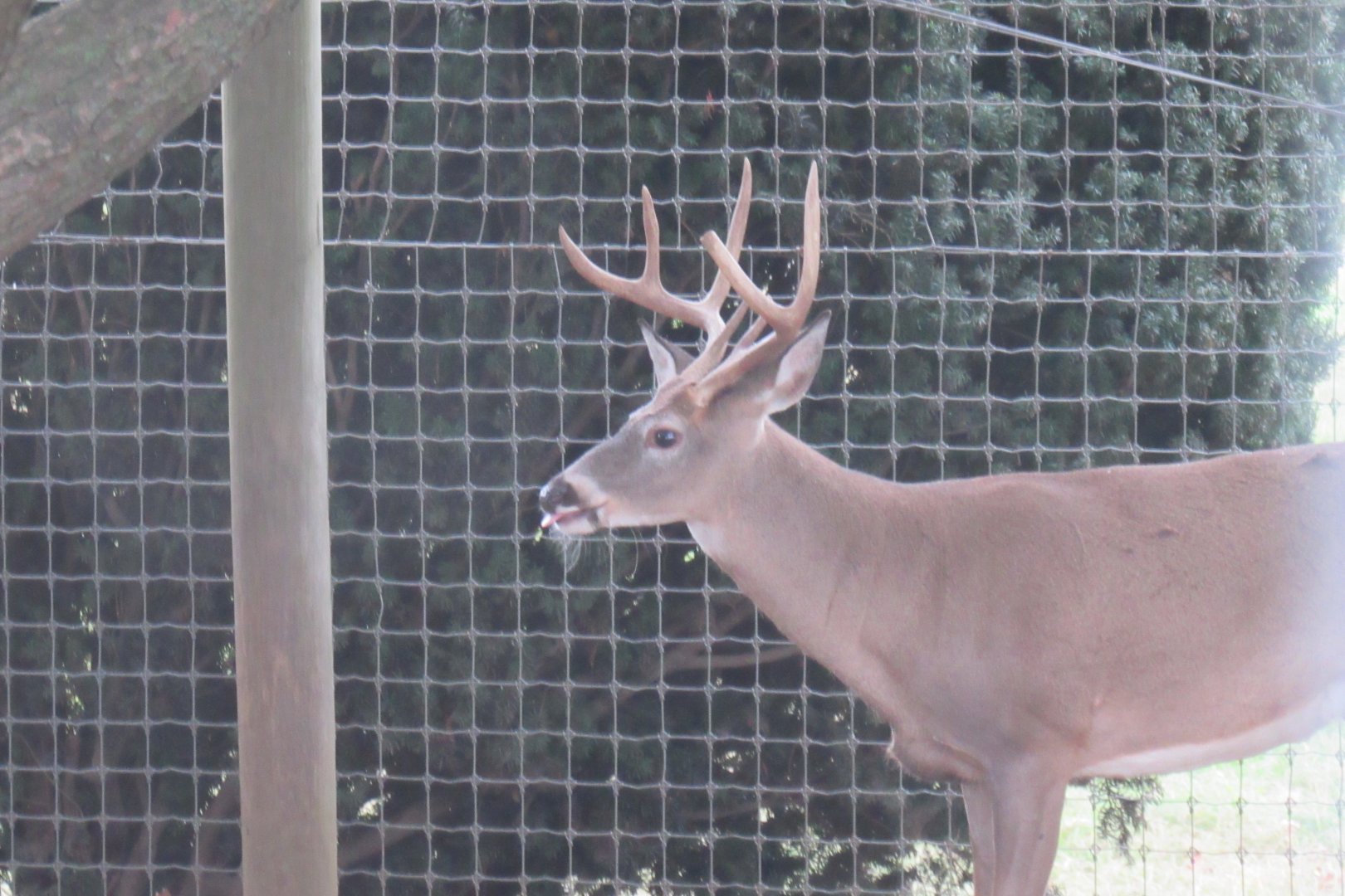 white tail deer