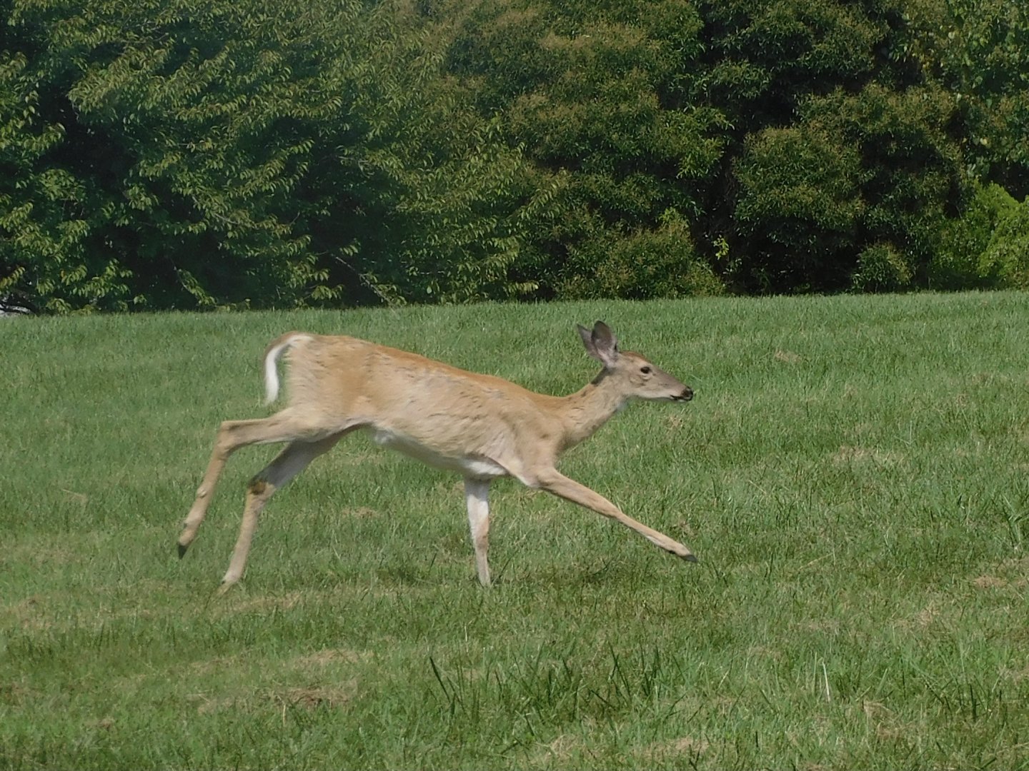 White tail deer
