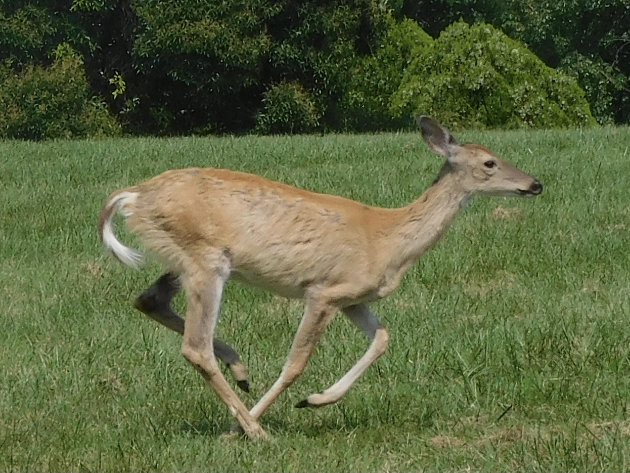 White tail deer