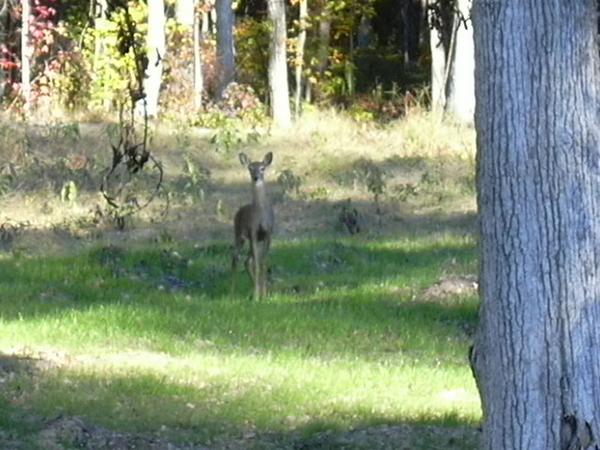 White Tail Deer