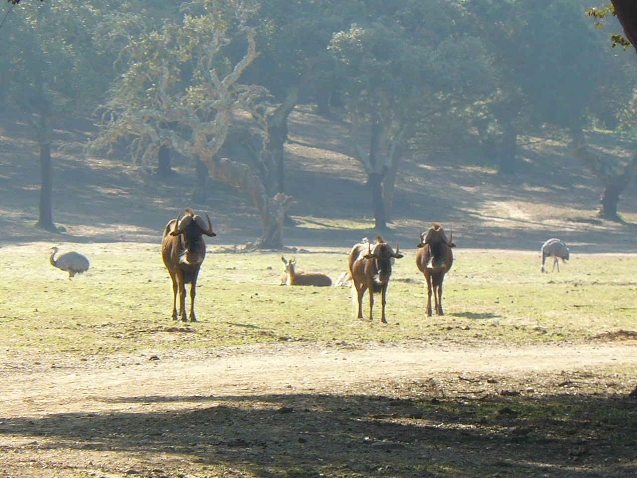 White Tail Gnu at Badoca Safari Park
