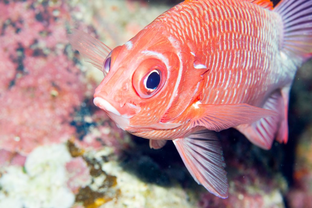 White-tail Squirrelfish