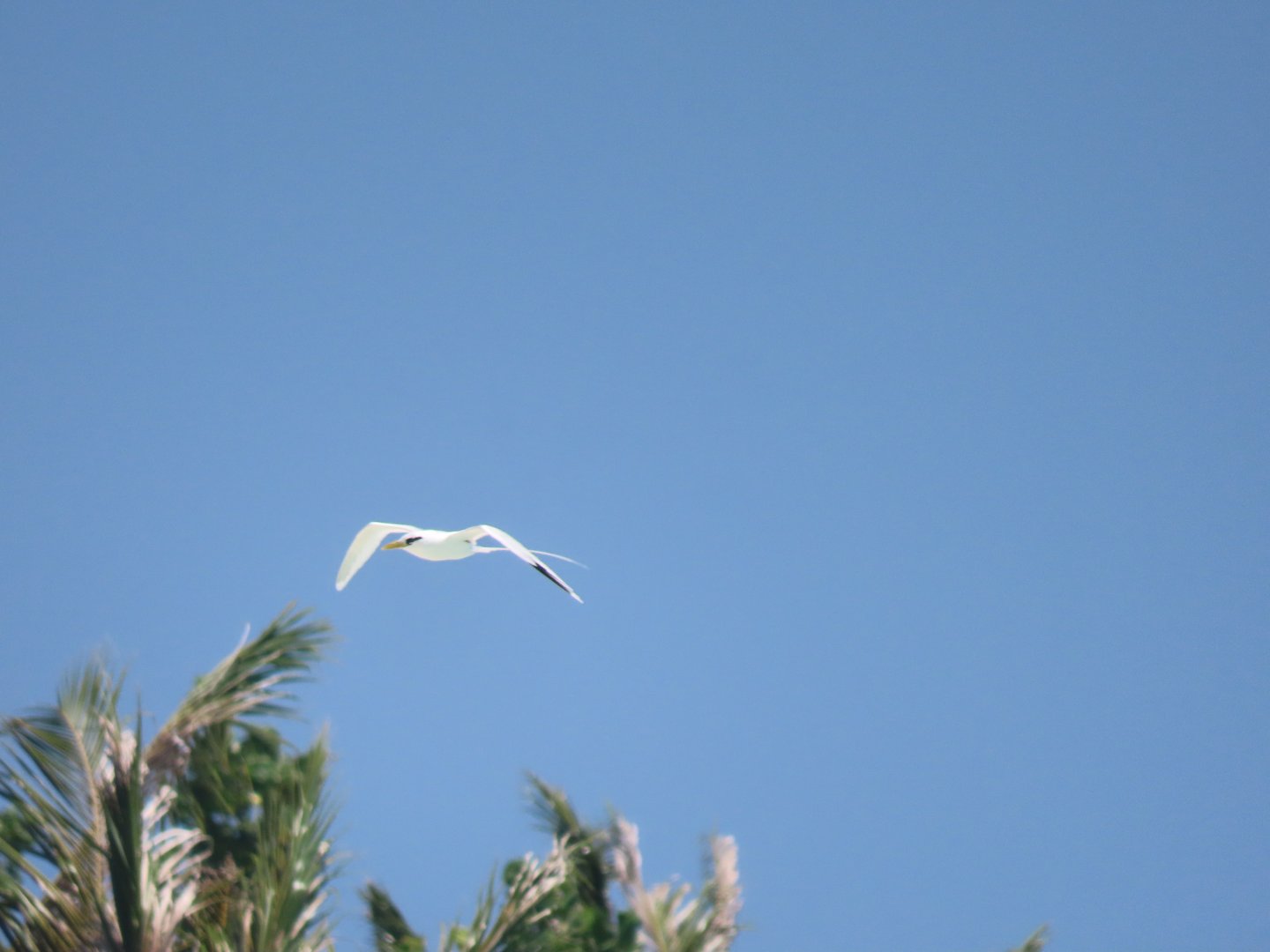 white taild tropic bird oct 2021