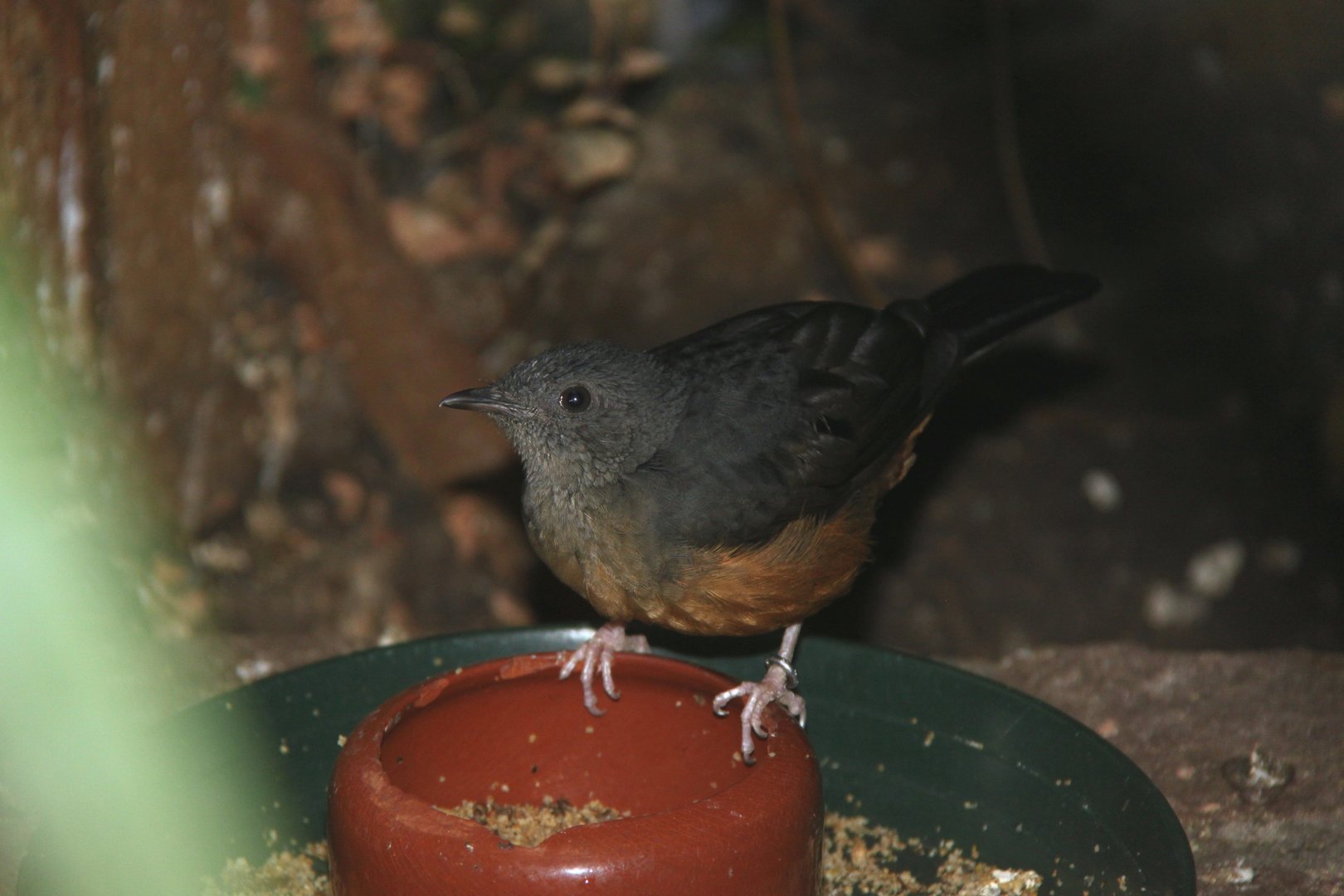 White-tailed ant thrush (Neocossyphus poensis)