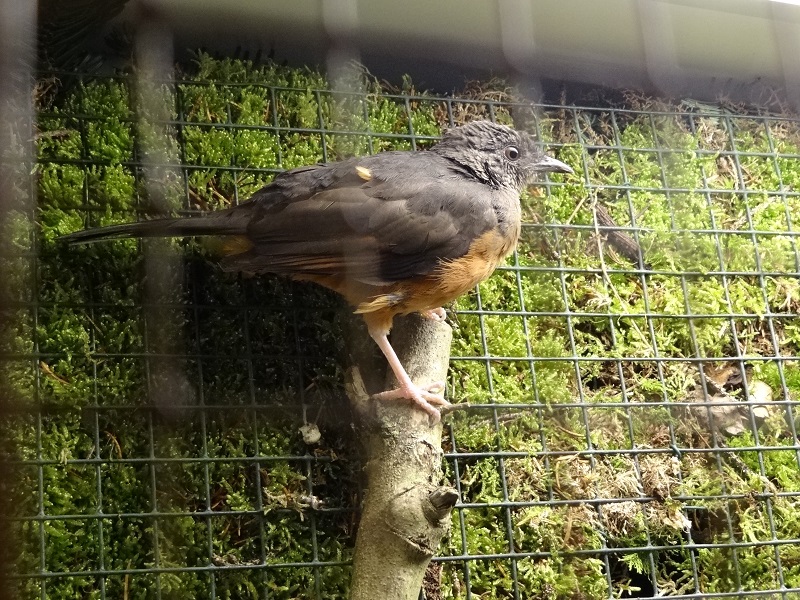 White-tailed ant-trush