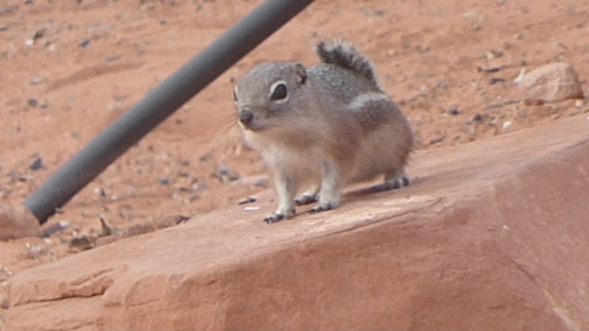 White tailed antelope ground squirrel
