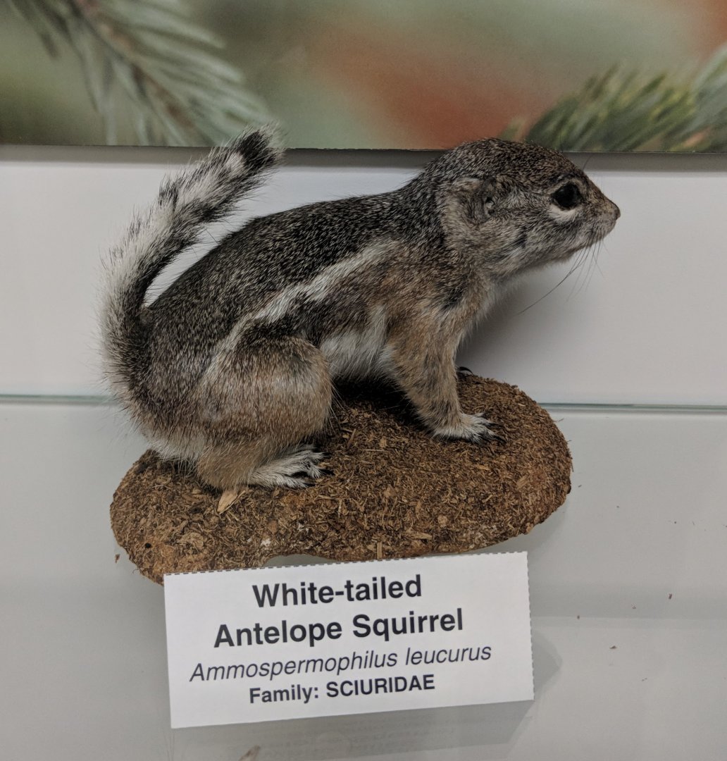 White tailed antelope squirrel (Ammospermophilus leucurus)