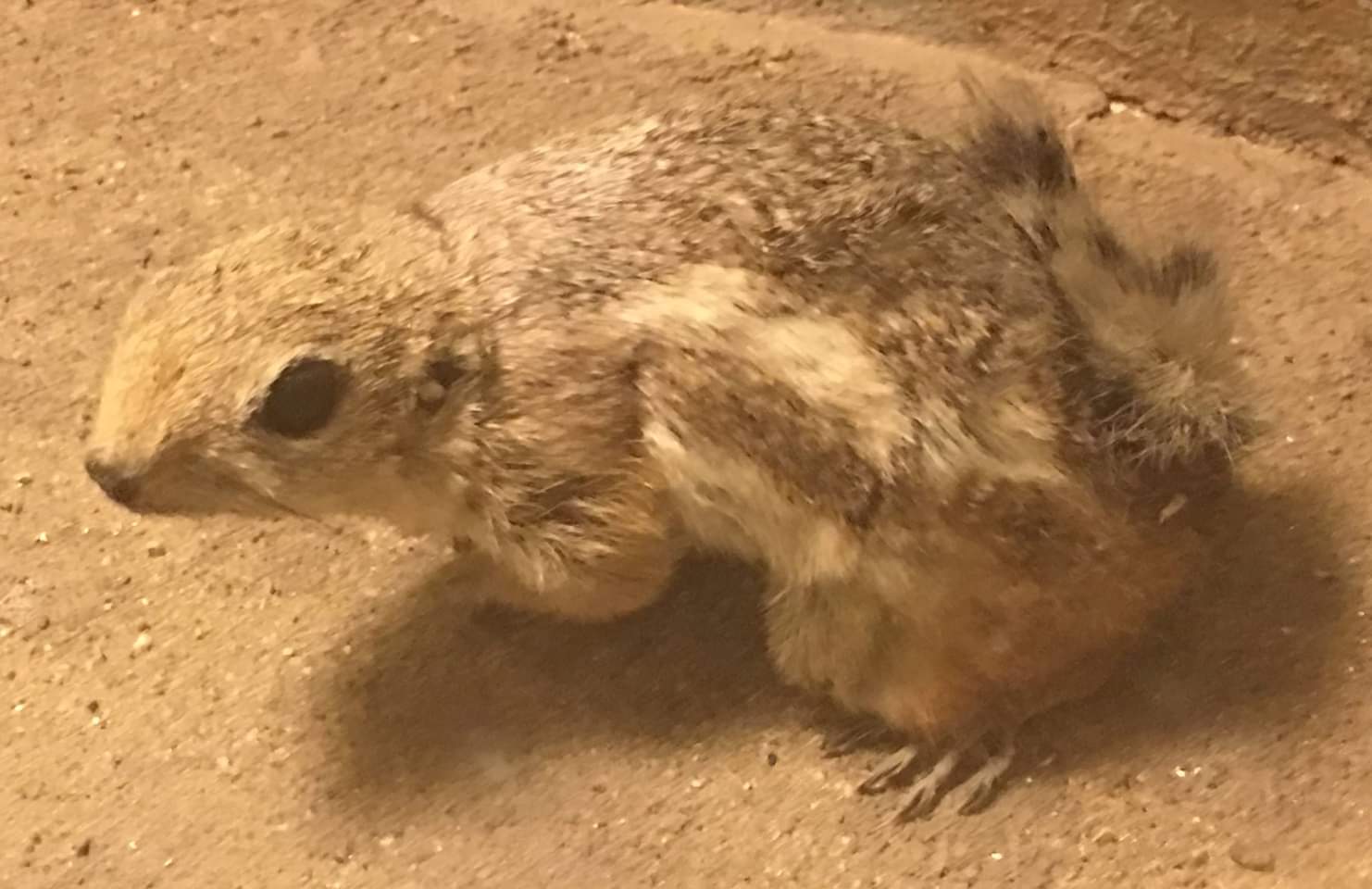 White-tailed antelope squirrel (Ammospermophilus leucurus)