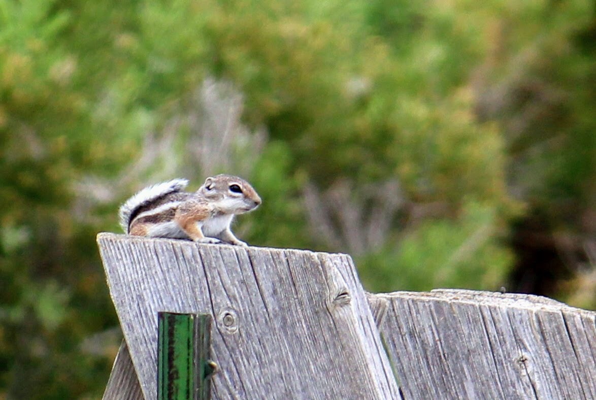 White-tailed Antelope Squirrel