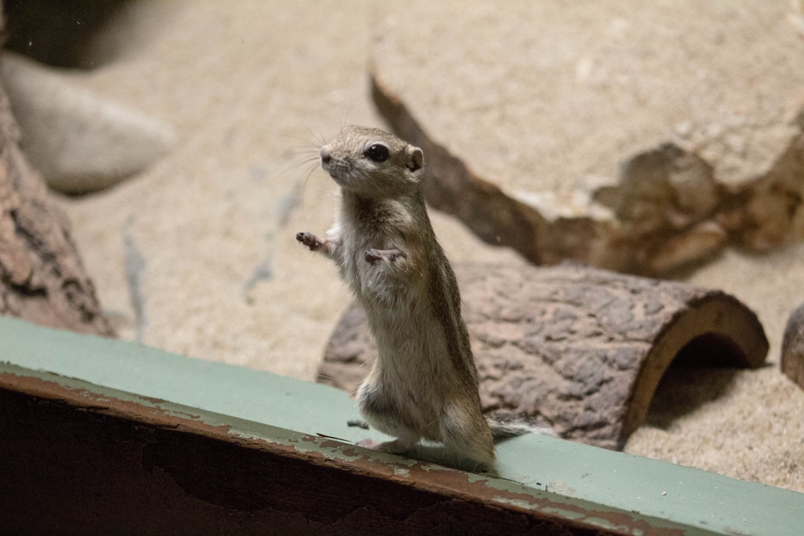White-tailed antelope squirrel