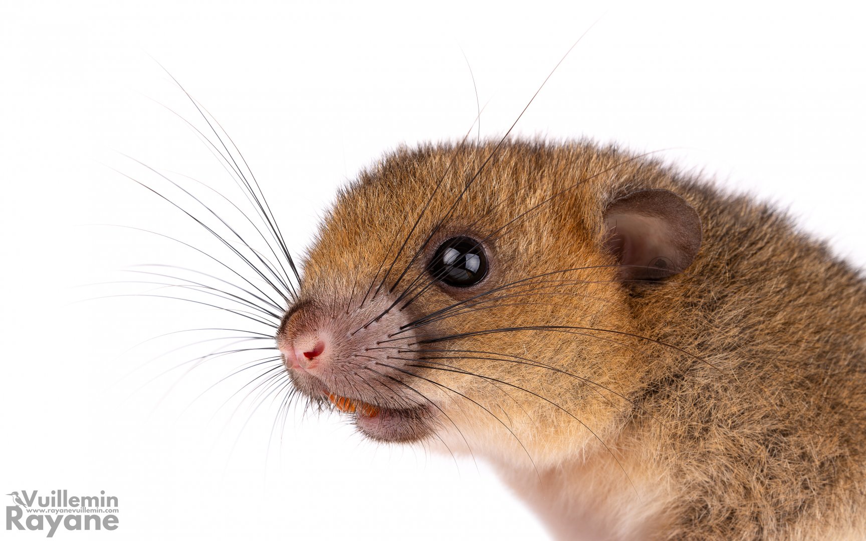 White-tailed antsangy (Brachytarsomys albicauda)