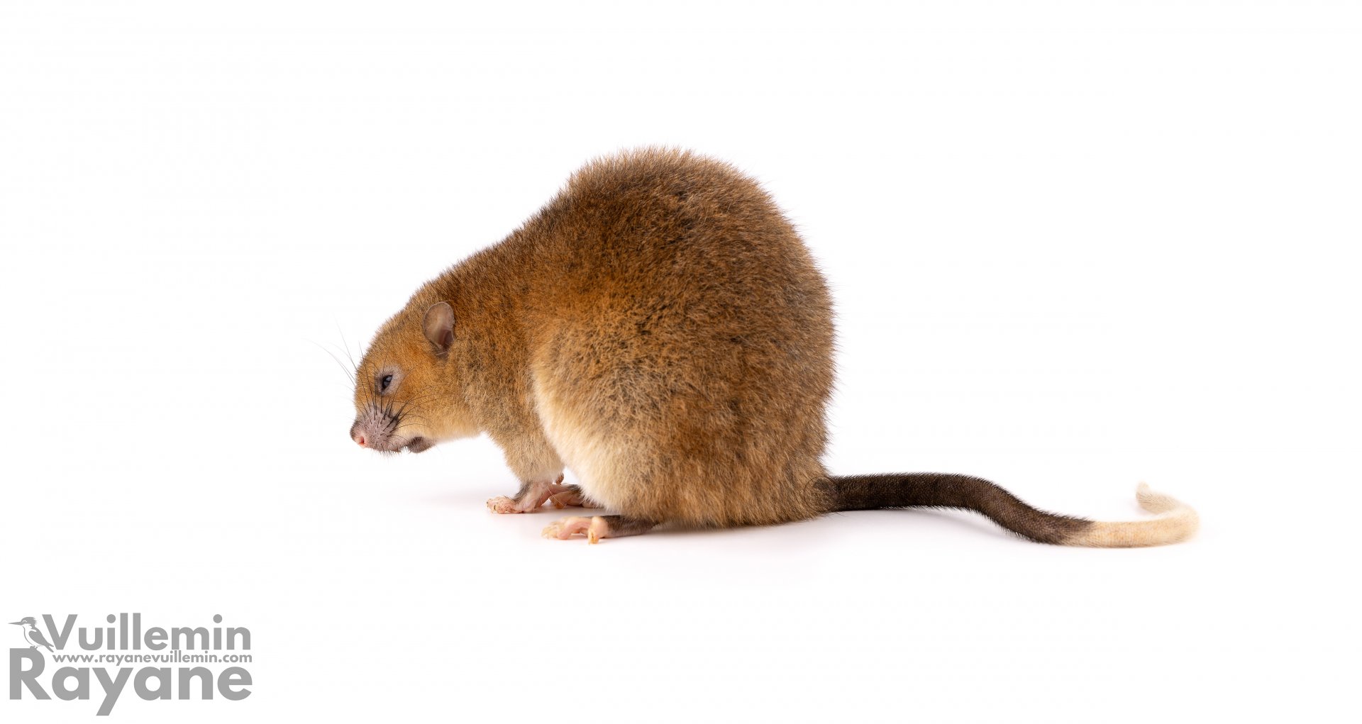 White-tailed antsangy (Brachytarsomys albicauda)