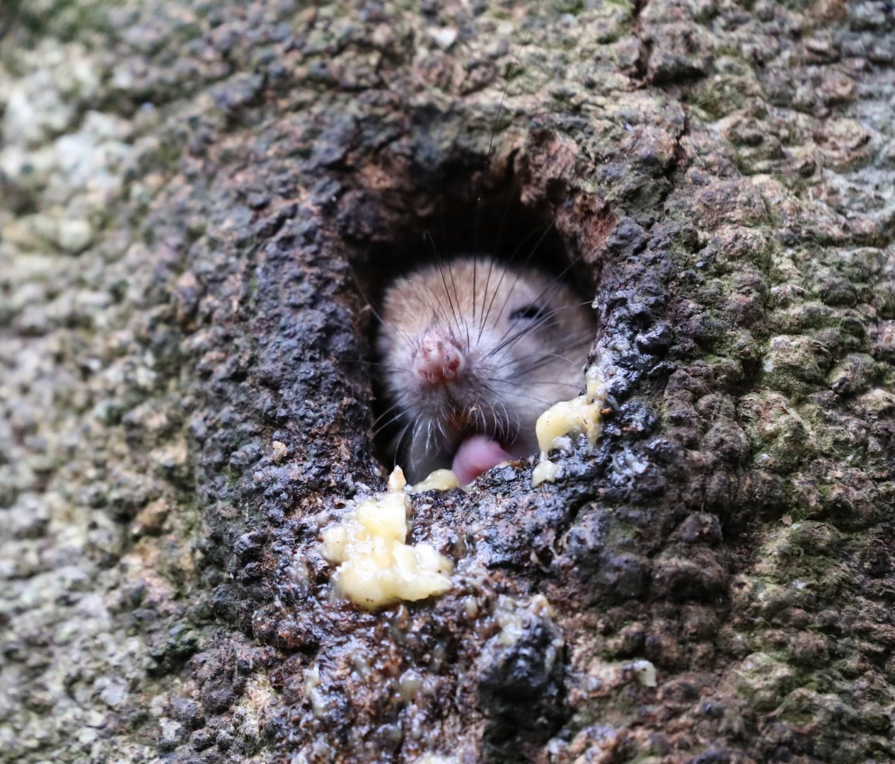 white-tailed antsangy (Brachytarsomys albicauda)
