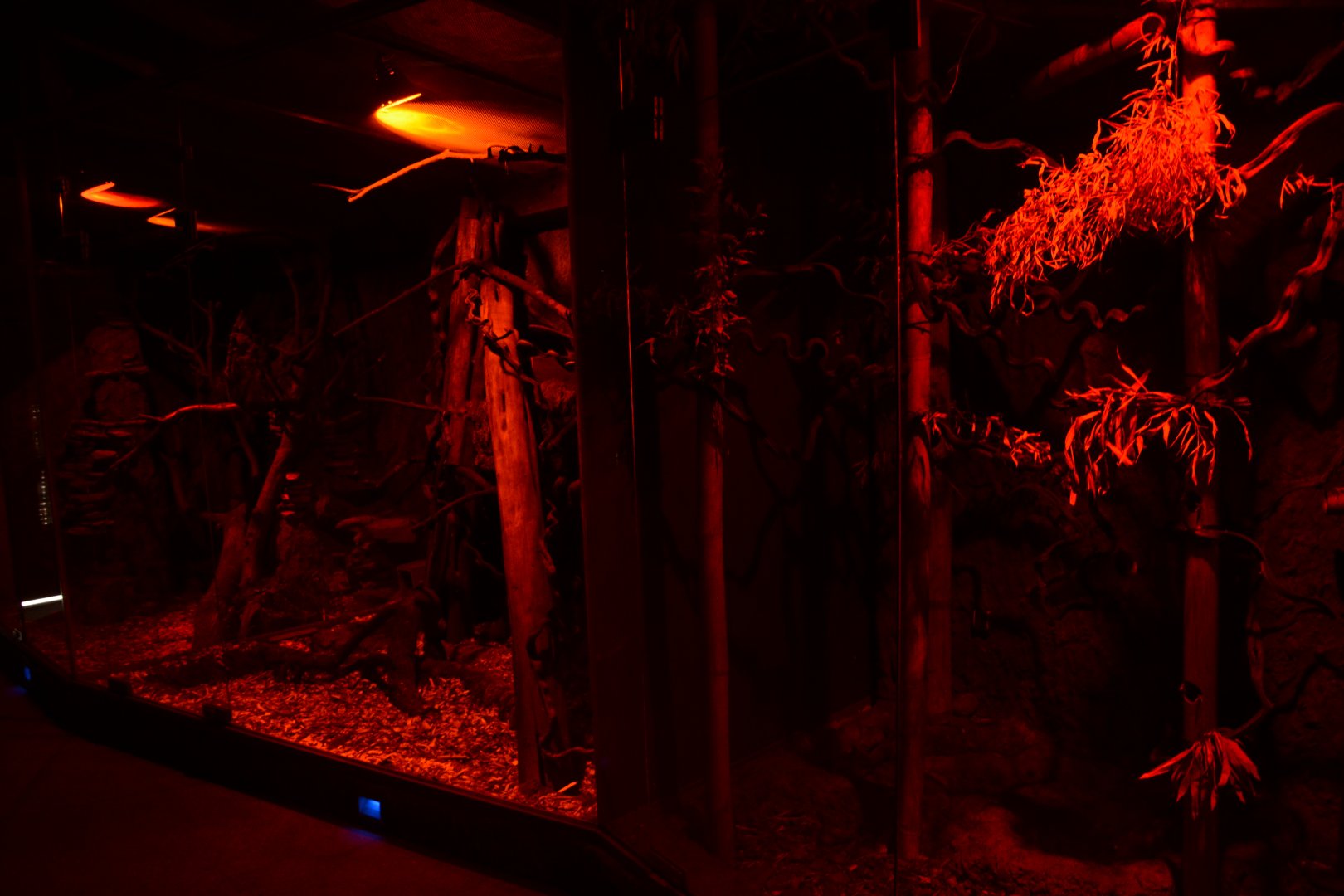 White-tailed Antsangy enclosure