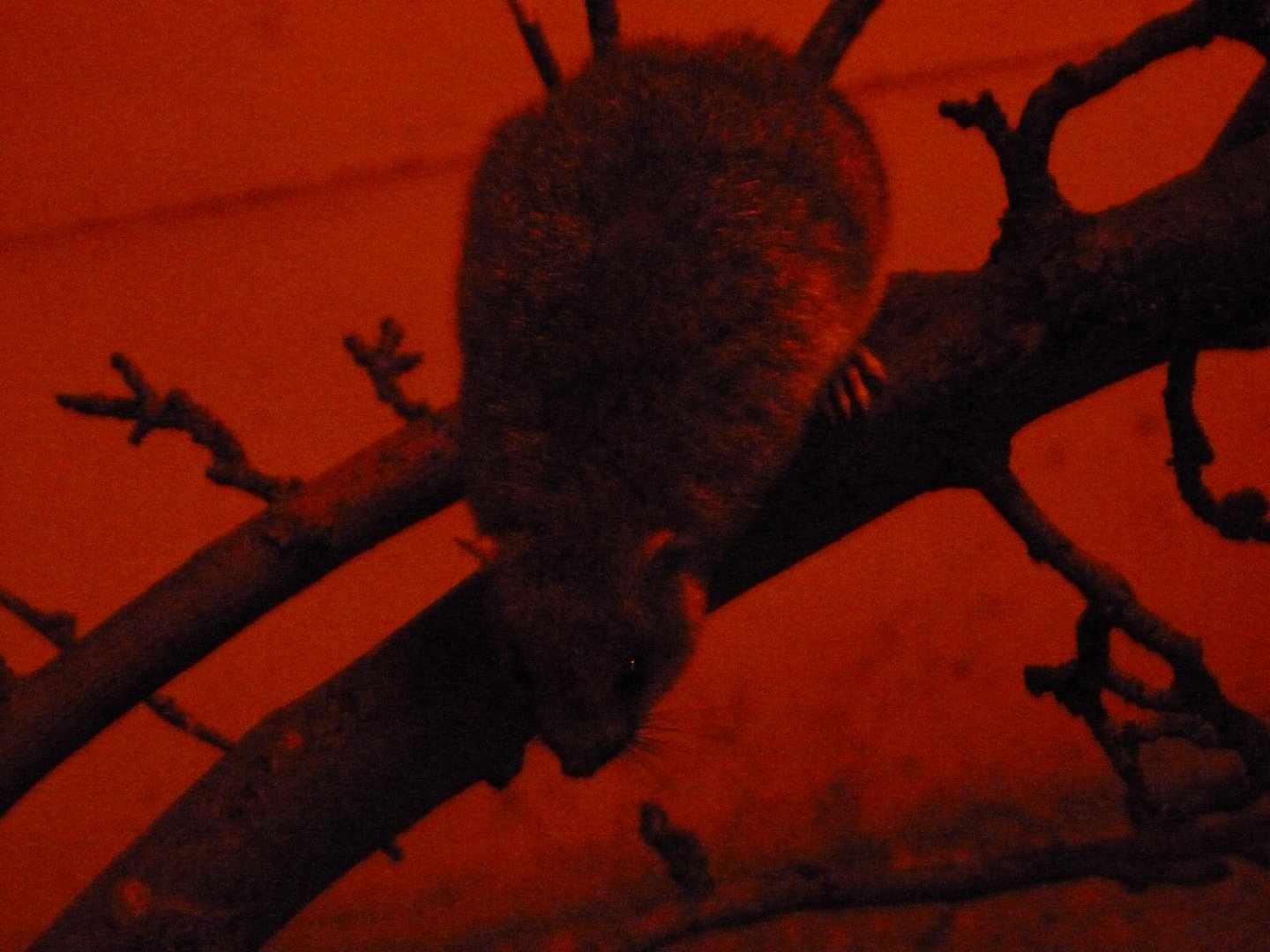 White-tailed antsangy -Zoo Plzeň (2025)