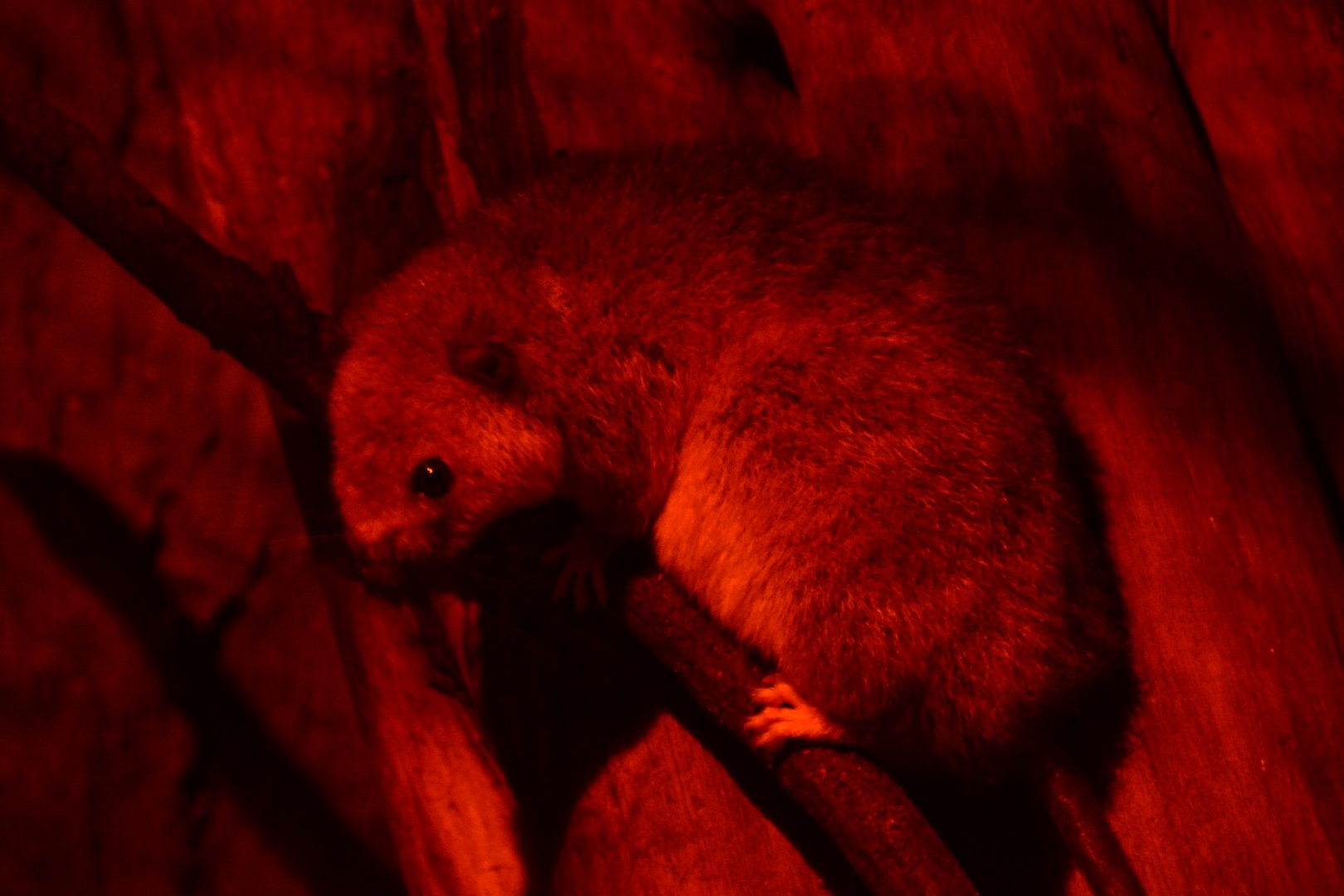 White-tailed Antsangy