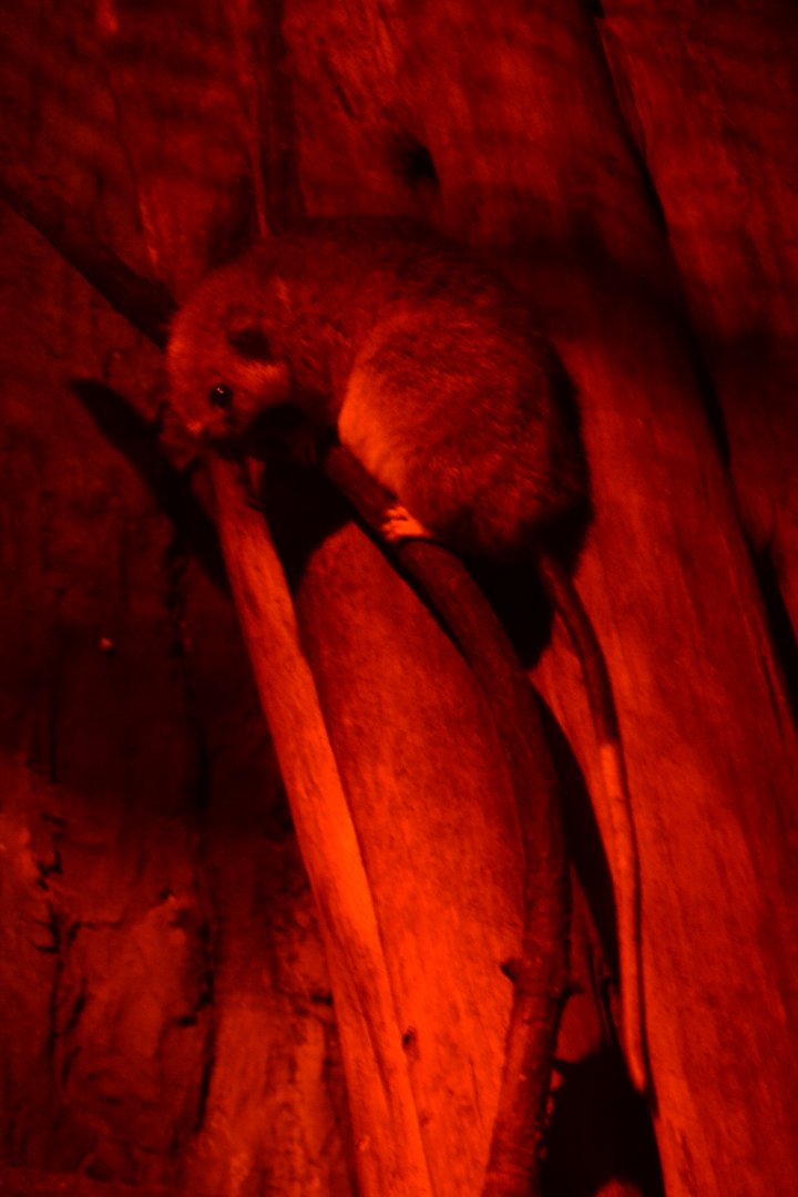 White-tailed Antsangy