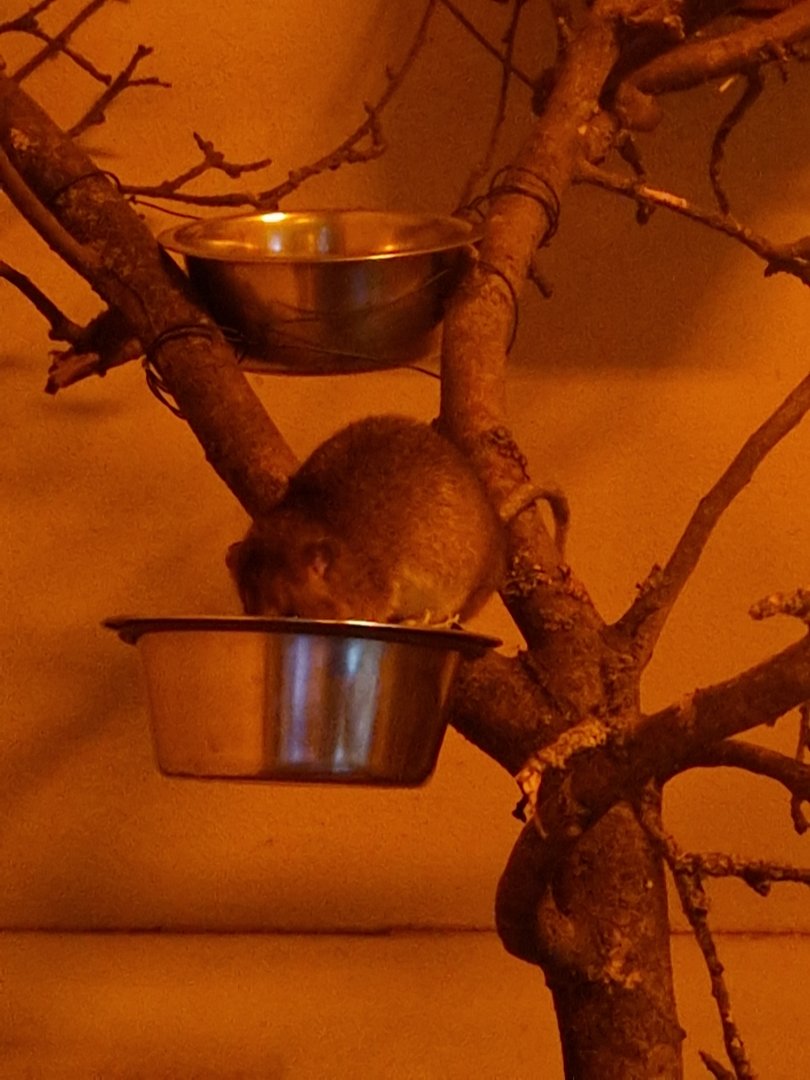 White-tailed antsangy