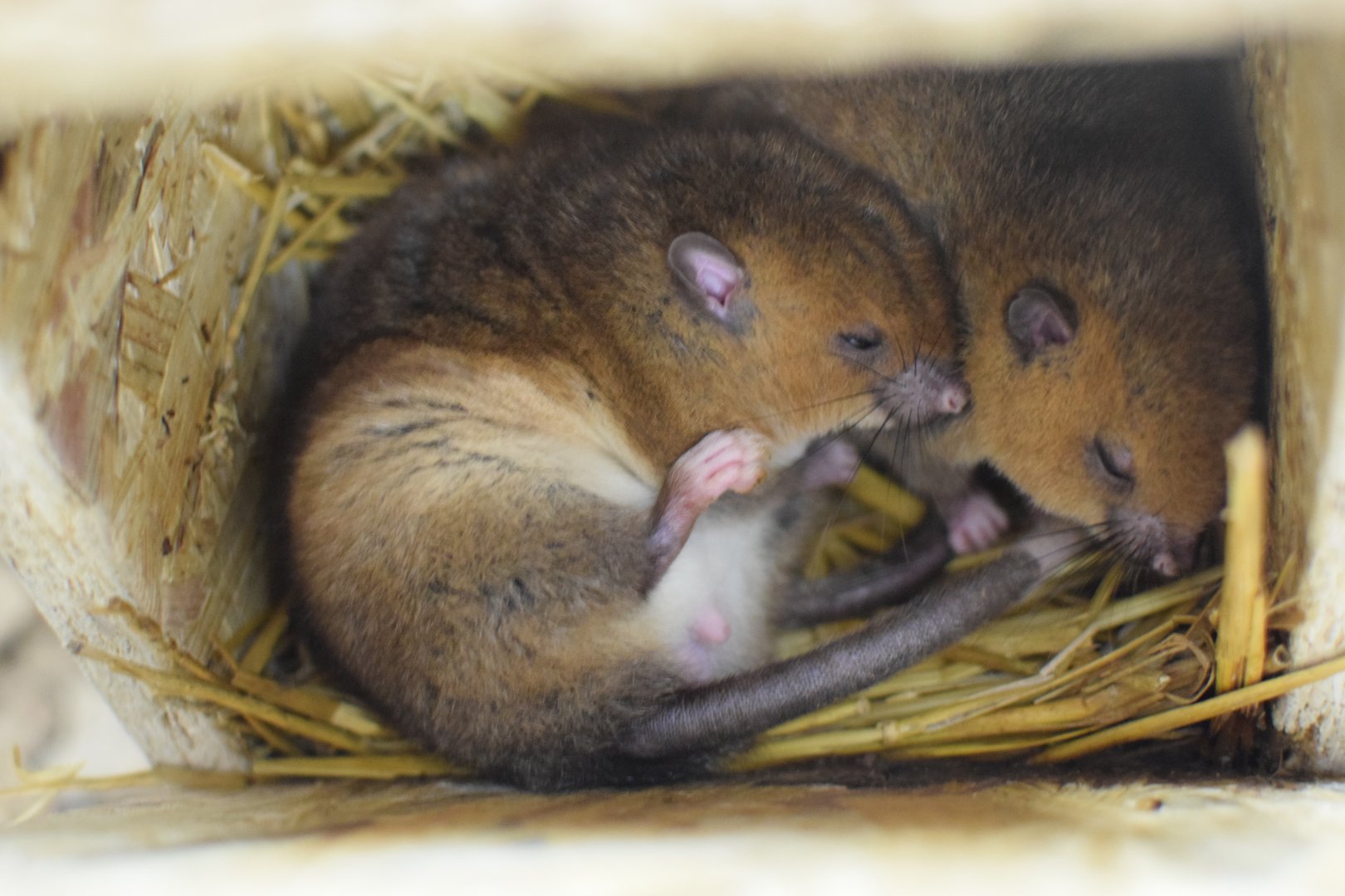 White-tailed antsangy