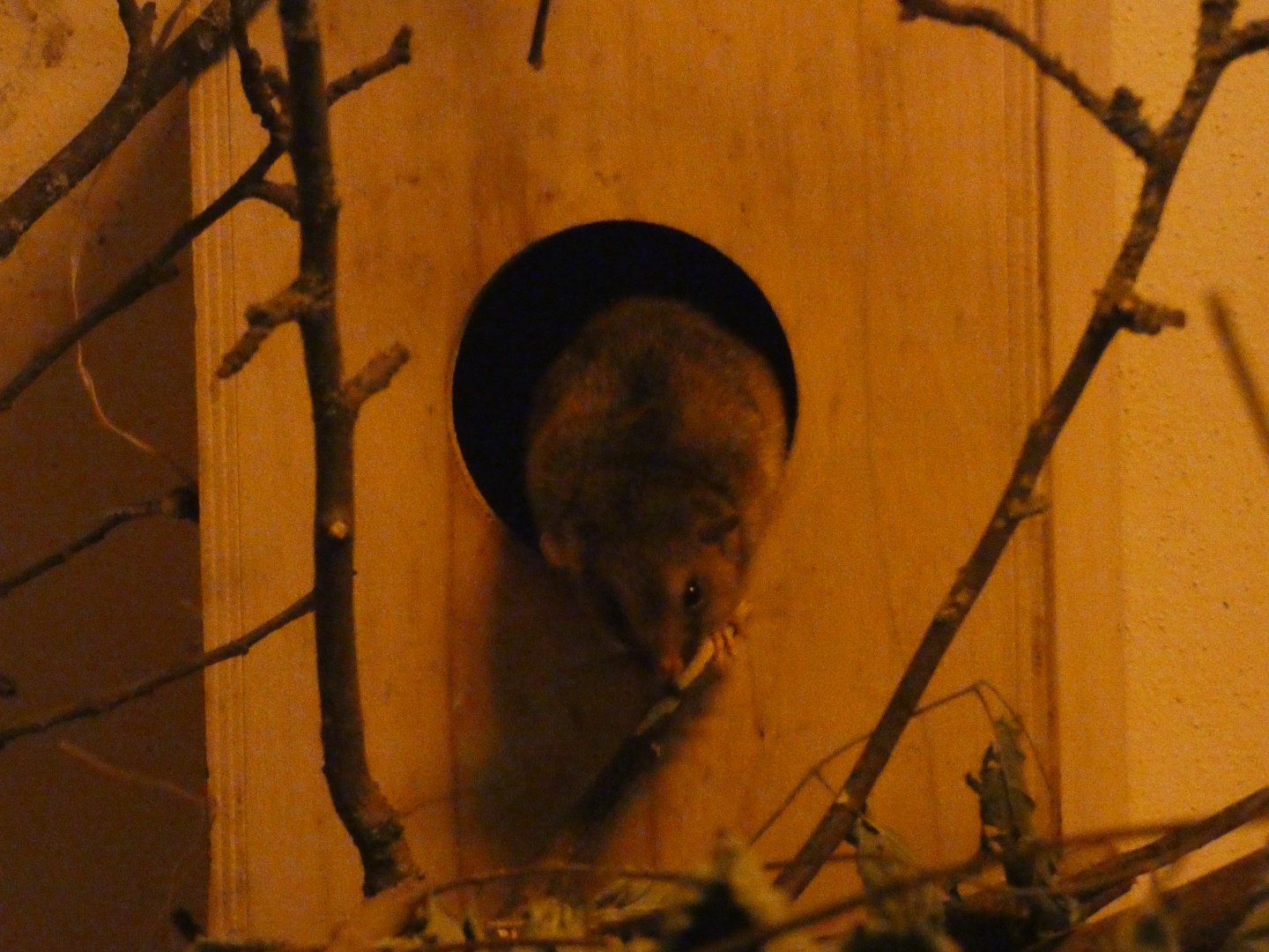 White-tailed antsangy