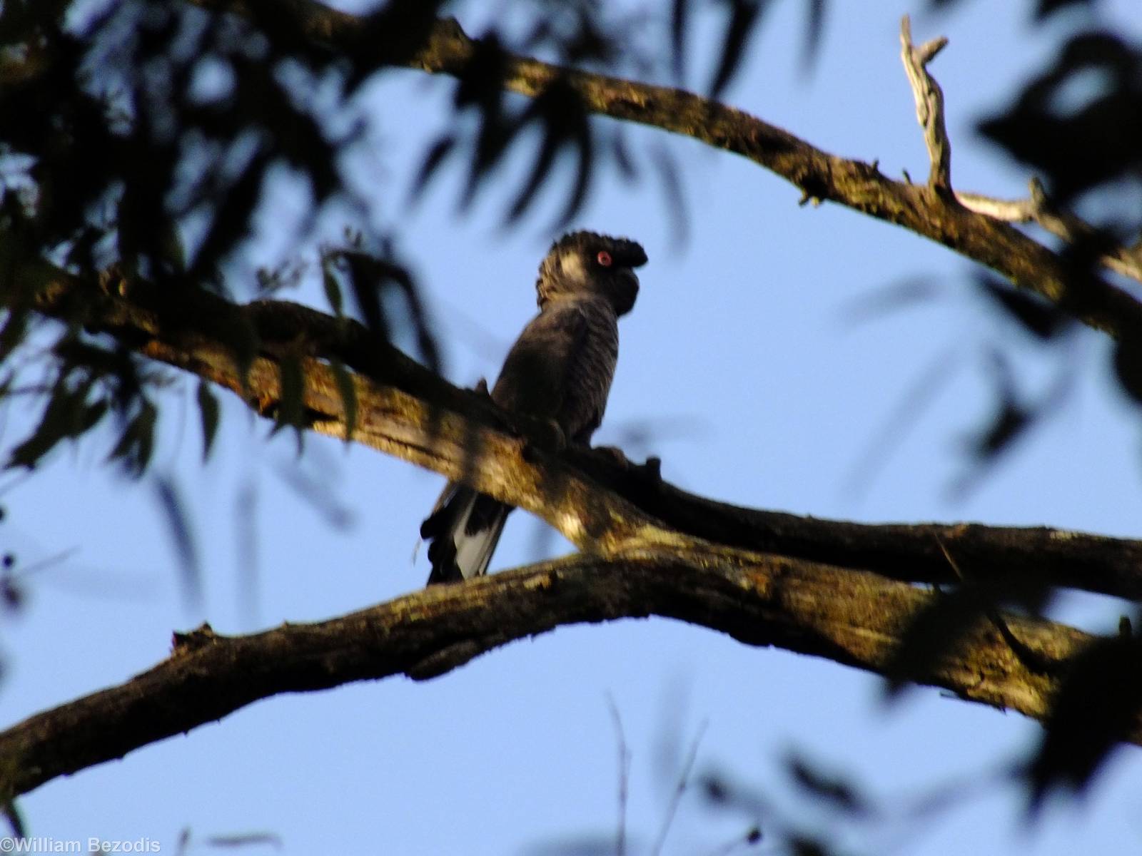 White-tailed Black Cockatoo - 2014