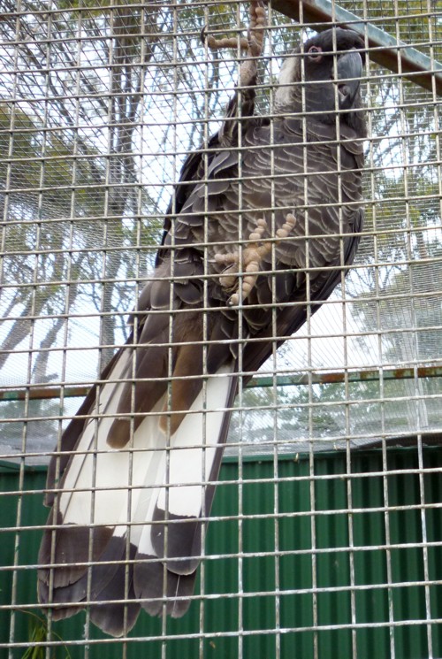 White-tailed Black Cockatoo (Calyptorhynchus sp.) which one please???