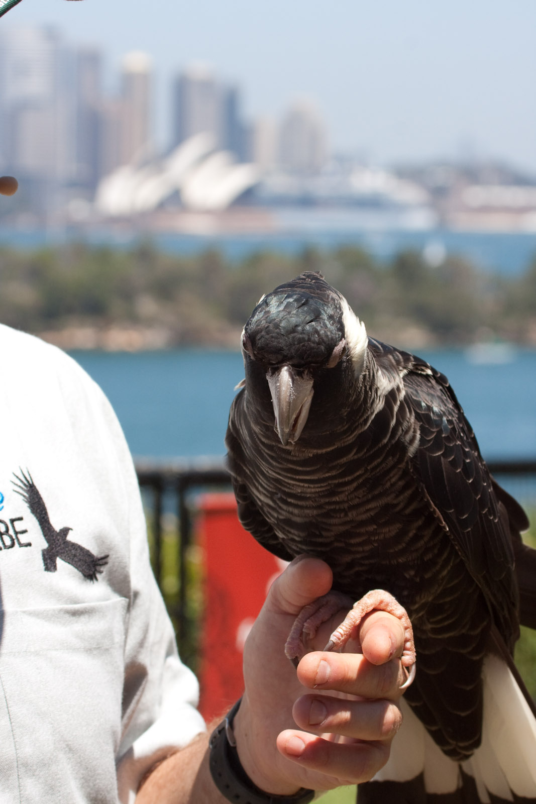 White-tailed Black Cockatoo - Jan 2009