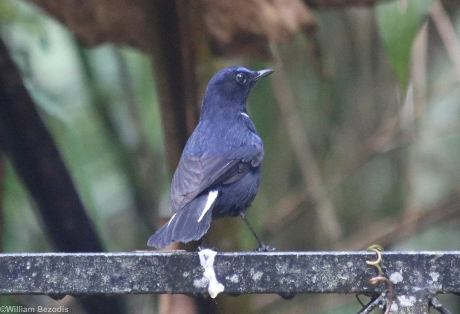 White-tailed Blue-Robin - Fraser's Hill