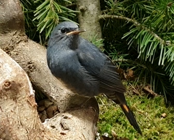 White-tailed blue robin - Myiomela leucura