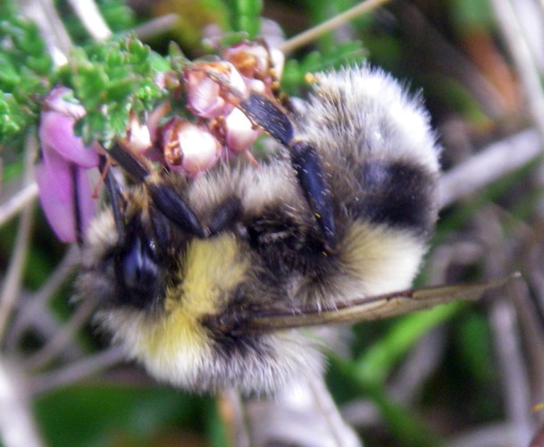 White-tailed Bumblebee (Bombus lucorum)