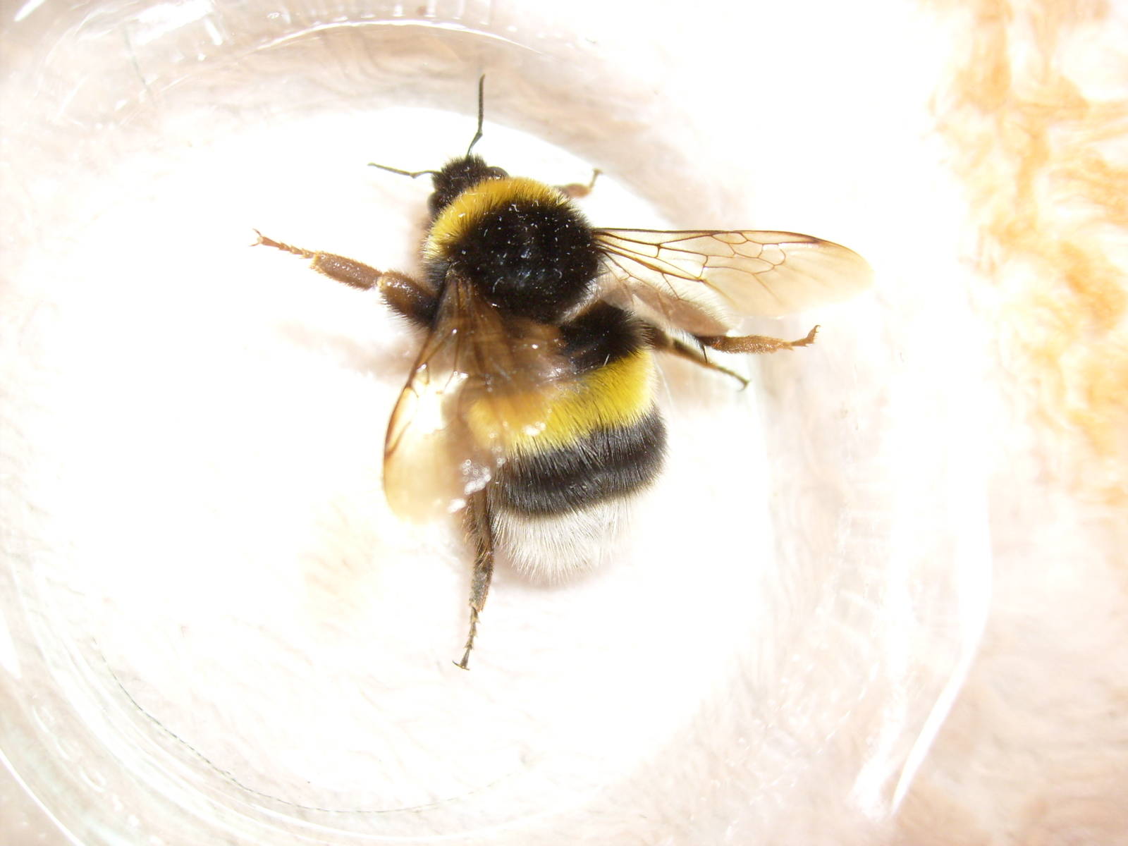 White-tailed bumblebee queen (Bombus lucorum)