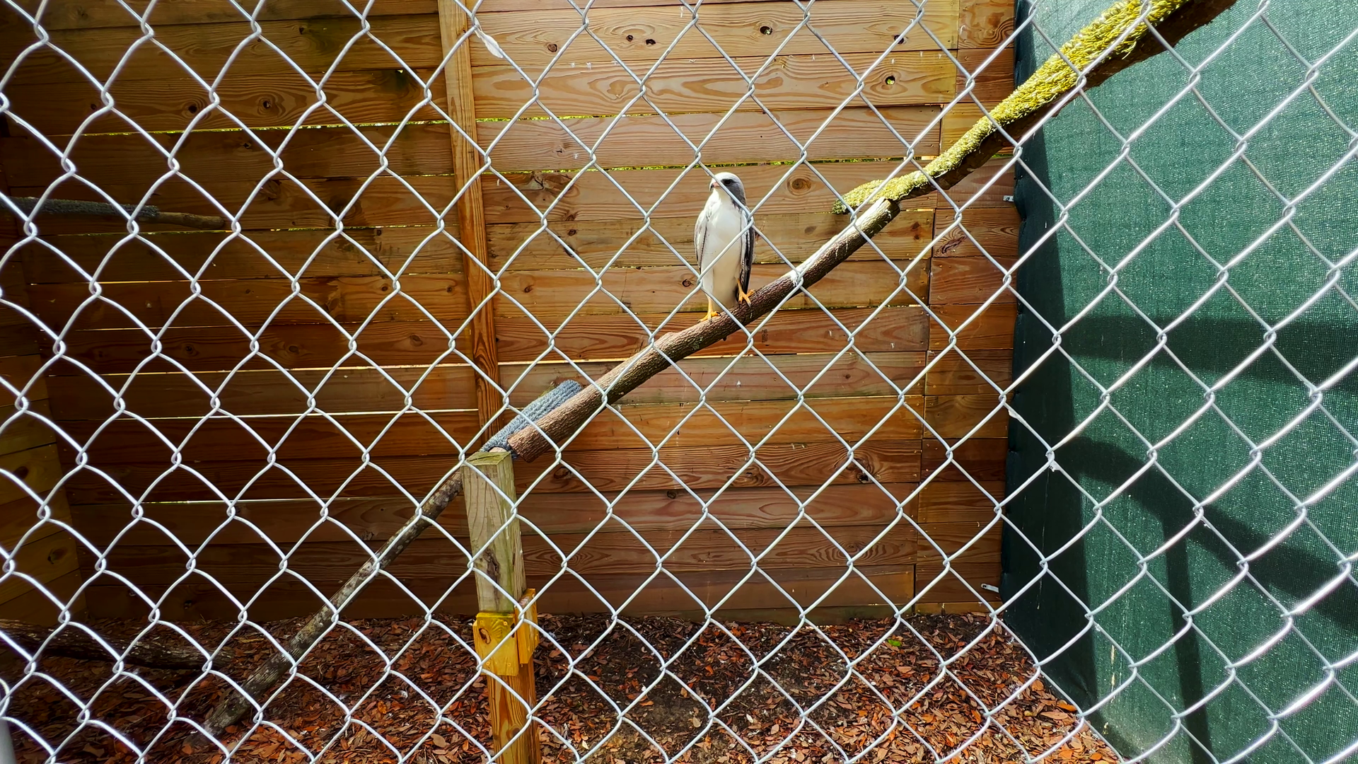 White Tailed Buzzard