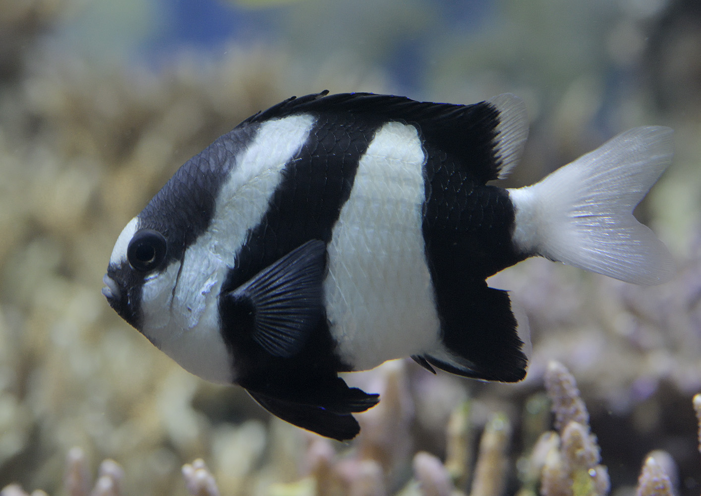 White tailed damselfish