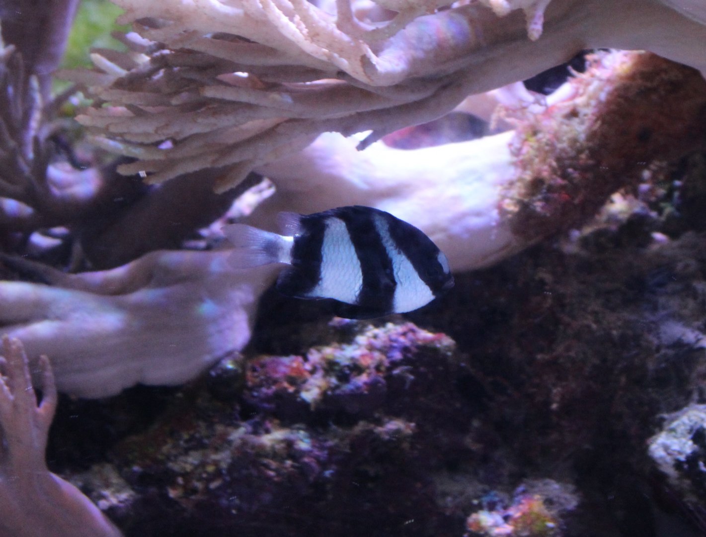 White-tailed dascyllus - Dascyllus aruanus