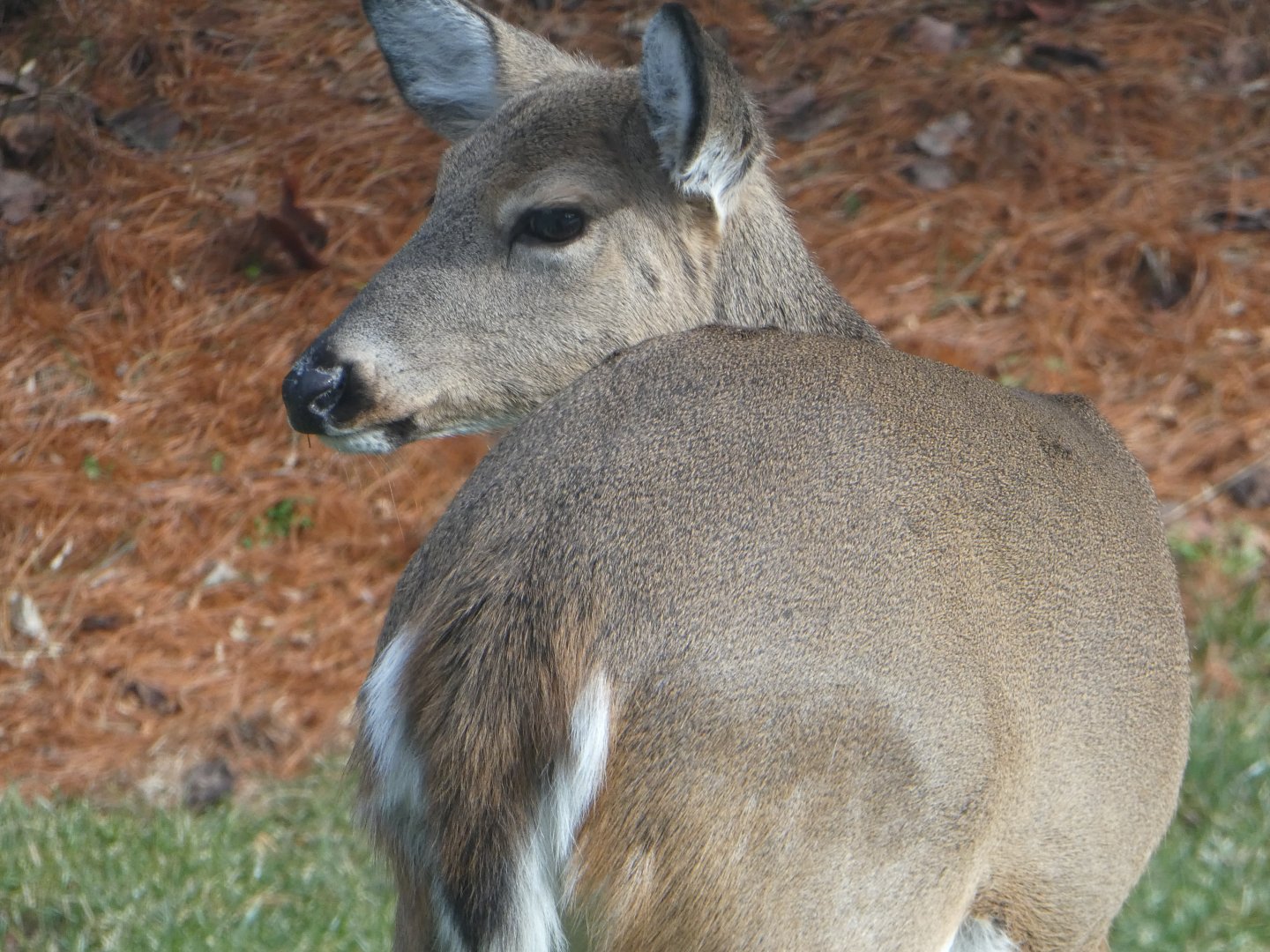 White-tailed Deer (1/2)