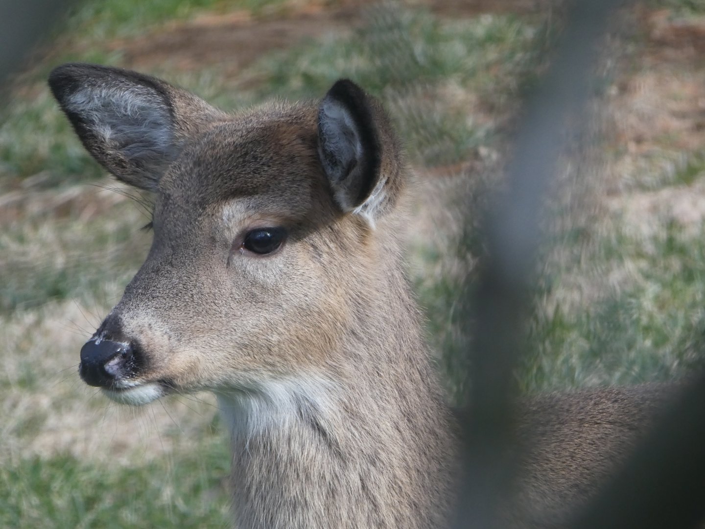 White-tailed Deer (2/2)